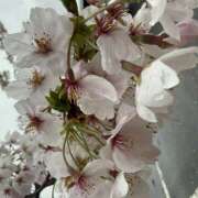 ヒメ日記 2026/04/03 11:21 投稿 間宮 HERMINE-エルミネ-