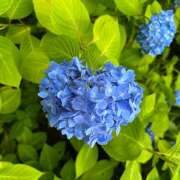 ヒメ日記 2026/06/10 05:38 投稿 間宮 HERMINE-エルミネ-