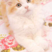 ヒメ日記 2026/01/03 19:30 投稿 ももな かりんと大久保・新大久保