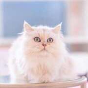 ヒメ日記 2026/01/16 12:21 投稿 ももな かりんと大久保・新大久保