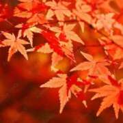 ヒメ日記 2025/11/12 21:21 投稿 こまち 熟女の風俗最終章 宇都宮店