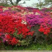 りか先生 初出勤ありがとう 渋谷   大人の幼稚園