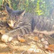 ひすい 役職が人格を作る 熟女の風俗最終章 新宿店