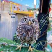 ヒメ日記 2025/12/11 08:22 投稿 ひすい 熟女の風俗最終章 池袋店