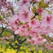 ヒメ日記 2026/03/07 16:52 投稿 まこと sakura