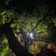 ヒメ日記 2025/11/20 00:38 投稿 井川まいか 東京不倫～とうきょうふりん～