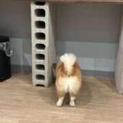 Konatsu ご本指様デー?? ワンカラット～人妻の輝き～