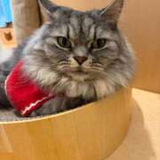 Konatsu ご自宅のおにいさま? ワンカラット～人妻の輝き～