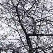 ヒメ日記 2026/03/25 14:03 投稿 こむぎ コスプレ痴漢電車