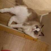 ヒメ日記 2025/11/25 01:26 投稿 藤堂 BBW横浜店