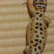 ヒメ日記 2025/12/12 00:43 投稿 藤堂 BBW横浜店