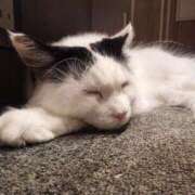 ヒメ日記 2026/10/12 12:36 投稿 藤堂 BBW横浜店