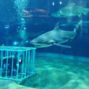 ヒメ日記 2025/11/18 10:06 投稿 あかね シェリーエンジェル