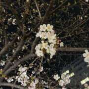 ヒメ日記 2026/03/30 23:38 投稿 さくらこ 東京人妻セレブリティ（ユメオト）