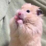 ヒメ日記 2026/03/13 10:56 投稿 かぐらぎ イクイクサークル鶯谷店