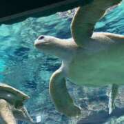 ヒメ日記 2025/11/11 06:08 投稿 あかね アラモード