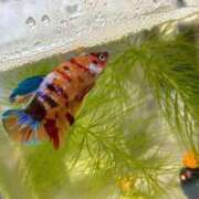 あかね 火曜日〜 アラモード