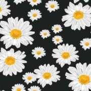 ヒメ日記 2025/12/30 11:56 投稿 いろえ 千葉サンキュー