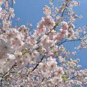 ヒメ日記 2026/04/23 12:35 投稿 るい奥様 人妻です