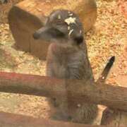 さわ ねむねむ֊  ̫ ֊ 愛知弥富ちゃんこ