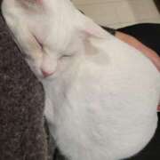 ヒメ日記 2026/01/11 00:46 投稿 沙羅(さら) 人妻城 横浜本店