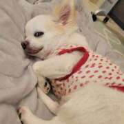 ヒメ日記 2026/04/08 15:41 投稿 沙羅(さら) 人妻城 横浜本店