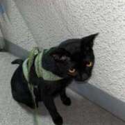 つき 待機してます 熟女総本店 日本橋ミナミエリア店