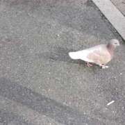 ヒメ日記 2025/12/30 17:45 投稿 いおり ぽっちゃり巨乳素人専門店ぷにめろ渋谷店