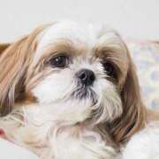 ヒメ日記 2026/01/05 20:45 投稿 いおり ぽっちゃり巨乳素人専門店ぷにめろ渋谷店