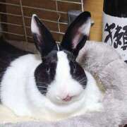 ヒメ日記 2025/11/19 00:18 投稿 桜井 ももか こあくまな熟女たち小倉店（KOAKUMAグループ）