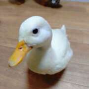 ヒメ日記 2025/12/07 16:23 投稿 桜井 ももか こあくまな熟女たち小倉店（KOAKUMAグループ）