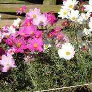 ヒメ日記 2025/11/29 06:28 投稿 うた Mother Complex～マザーコンプレックス～