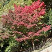 ヒメ日記 2025/11/30 10:18 投稿 うた Mother Complex～マザーコンプレックス～