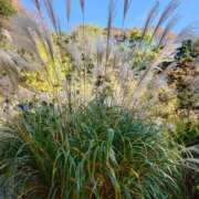 ヒメ日記 2025/12/02 22:08 投稿 うた Mother Complex～マザーコンプレックス～