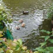 ヒメ日記 2025/12/13 00:08 投稿 うた Mother Complex～マザーコンプレックス～