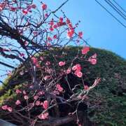 ヒメ日記 2026/01/22 12:52 投稿 ちほ 奥鉄オクテツ東京店（デリヘル市場）