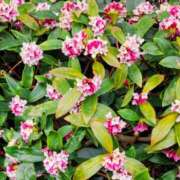 ちほ 読みが甘かった... 奥鉄オクテツ東京店（デリヘル市場）