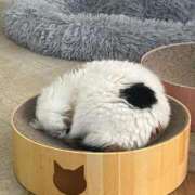 さき 🗓️ ミスターダンディ パート2