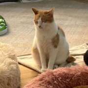 さき 🔥 吉原クラブ ジェントルマン