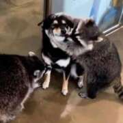 ヒメ日記 2025/12/31 06:54 投稿 めぐる 人妻倶楽部 内緒の関係 大宮店