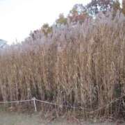 ヒメ日記 2026/03/25 22:22 投稿 れんか スピードエコ難波店