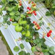 ヒメ日記 2026/04/01 15:42 投稿 れんか スピードエコ難波店