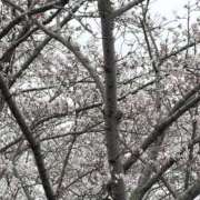 ヒメ日記 2026/04/06 20:36 投稿 れんか スピードエコ難波店