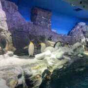 ヒメ日記 2025/12/24 10:30 投稿 ココ Ageha(アゲハ)