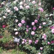 ヒメ日記 2025/11/23 12:19 投稿 めり 横浜シンデレラ（シンデレラグループ）