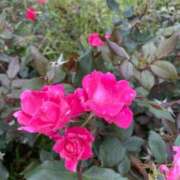 ヒメ日記 2025/11/17 01:09 投稿 るる★経験極浅アイドルの原石★ Chloe錦糸町店 S級素人清楚系デリヘル