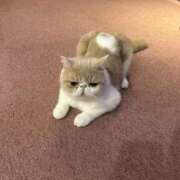 ヒメ日記 2025/11/10 17:42 投稿 ほのか 女の子がセルフで撮影する店！！成田デリヘル『生パネル』伝説