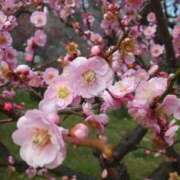 ヒメ日記 2026/01/23 15:14 投稿 うるは【愛嬌抜群の美巨乳生徒】 ポニーテール和歌山店