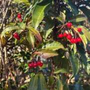 ヒメ日記 2025/12/12 15:00 投稿 たまき 熟女の風俗最終章 錦糸町店