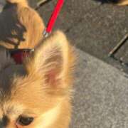 ヒメ日記 2025/11/16 14:12 投稿 ましろ クラブA